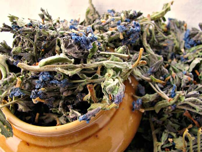 Dried lungwort for the preparation of a medicinal infusion that enlarges a man's penis